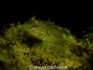 Lone Round Goby, Lake Erie. These fish, an invasive speci... by David Gilchrist 